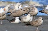20150417_Thayers Meeuw_Bergen aan Zee_2